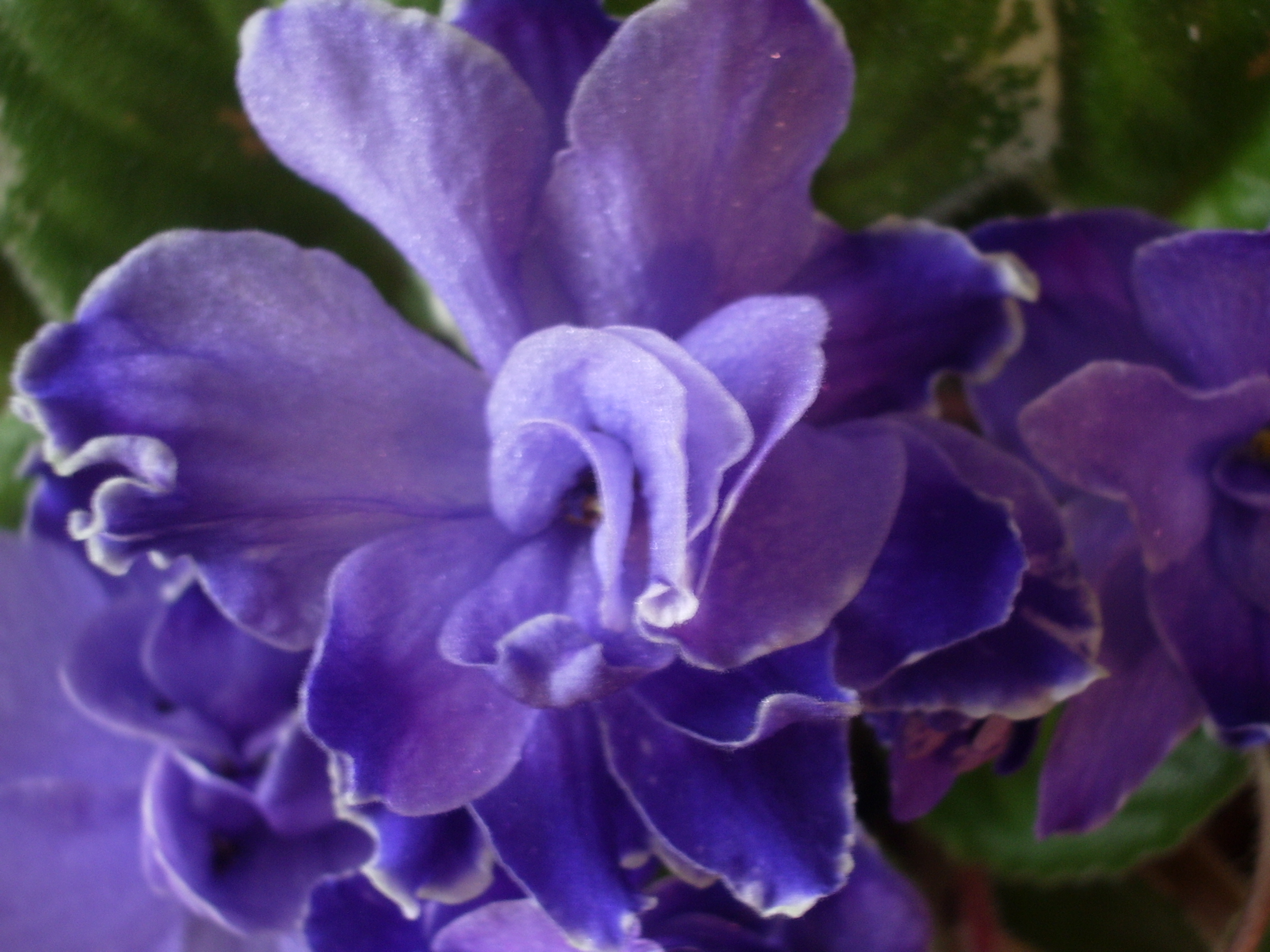 Ma's Blueberry Taffy